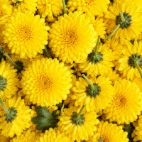 Pooja Flowers - Yellow Chrysanthemum